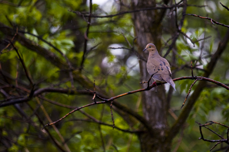 Mourning Dove